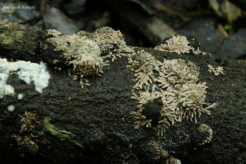 Nodulisporium