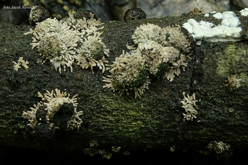 Nodulisporium