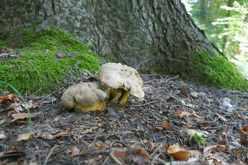 Butyriboletus roseogriseus?