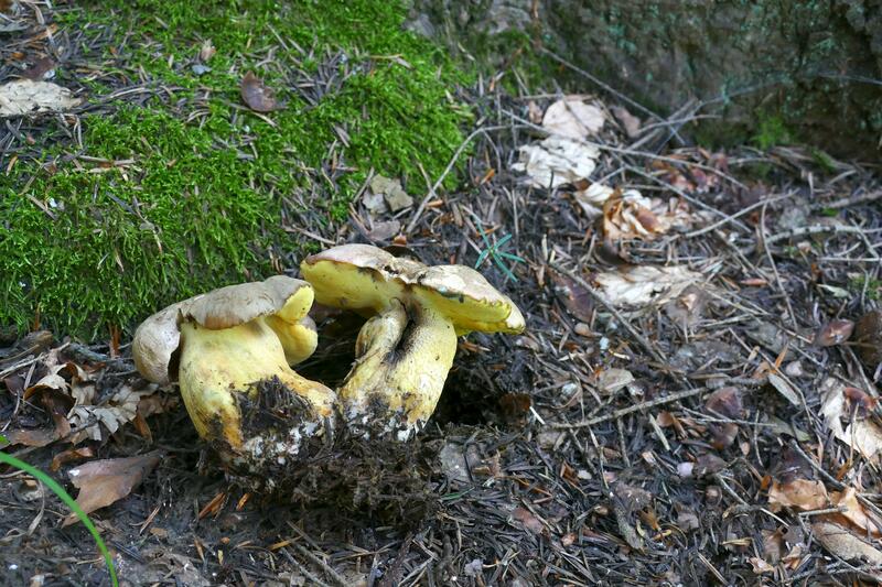 Butyriboletus roseogriseus?