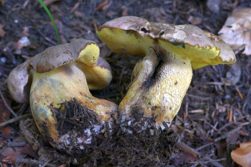 Butyriboletus roseogriseus?