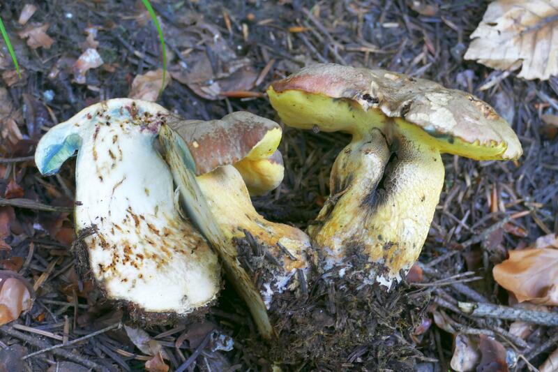 Butyriboletus roseogriseus?