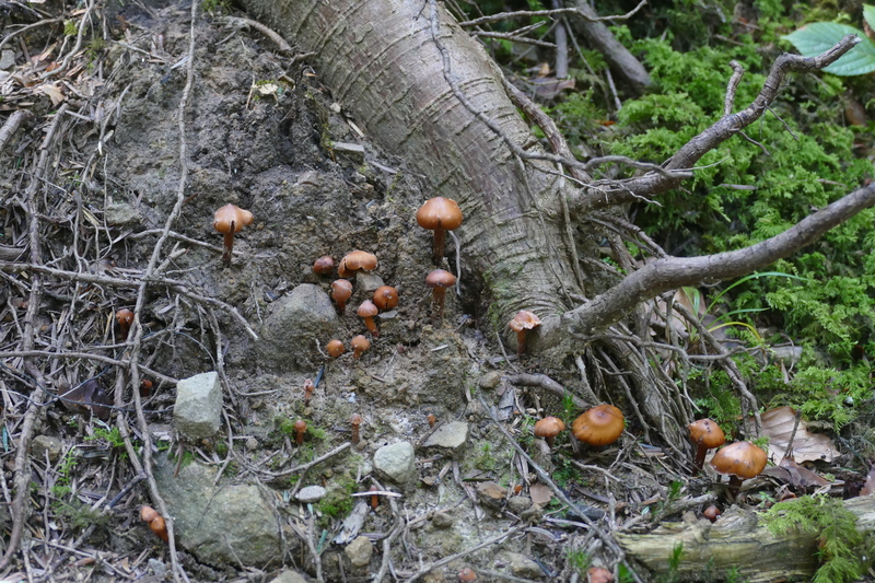 Phaeocollybia jennyae?