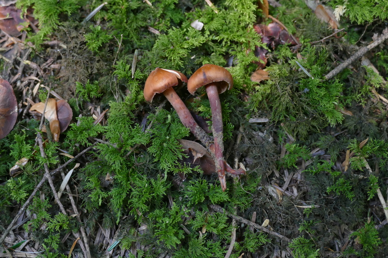 Phaeocollybia jennyae?