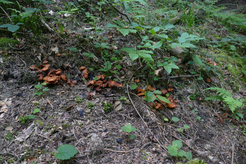 Phaeocollybia jennyae?