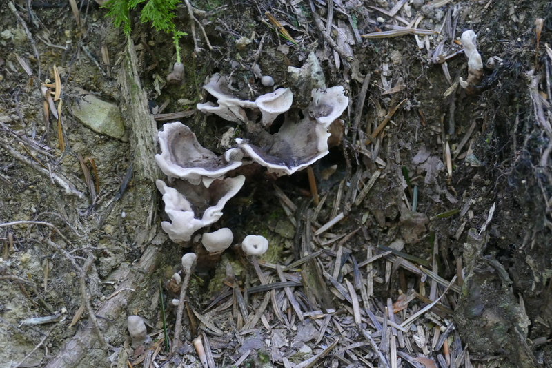 Phellodon melaleucus?