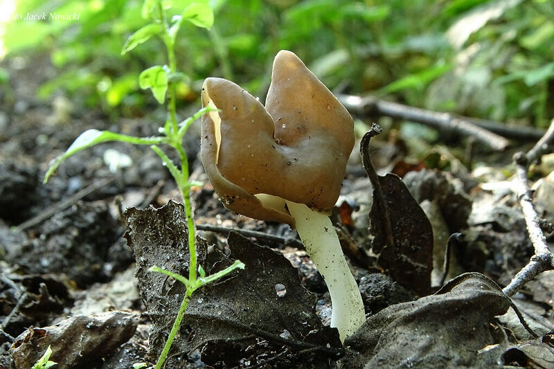 helvella