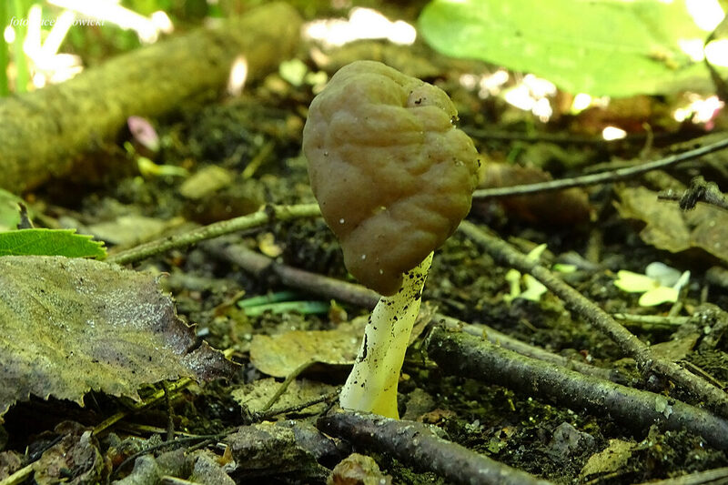 helvella