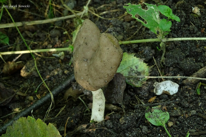 helvella