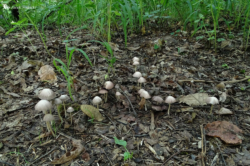 kruchaweczka