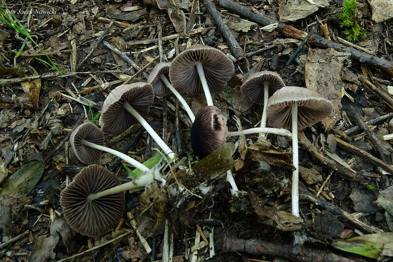 kruchaweczka