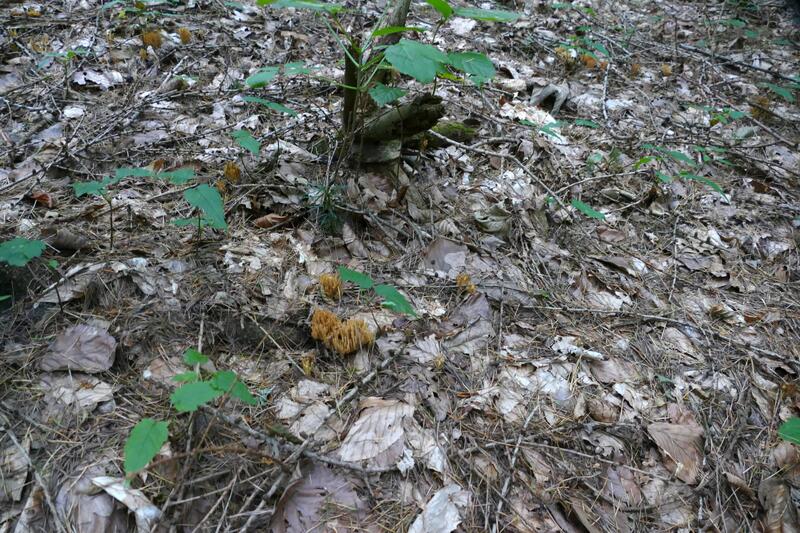 Ramaria eumorpha?