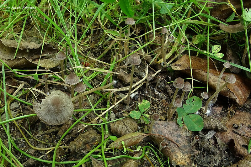 kruchaweczka