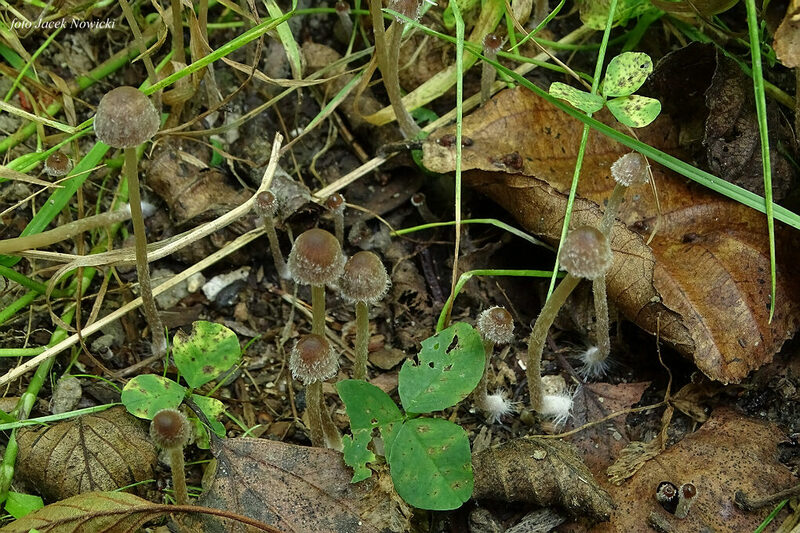 kruchaweczka