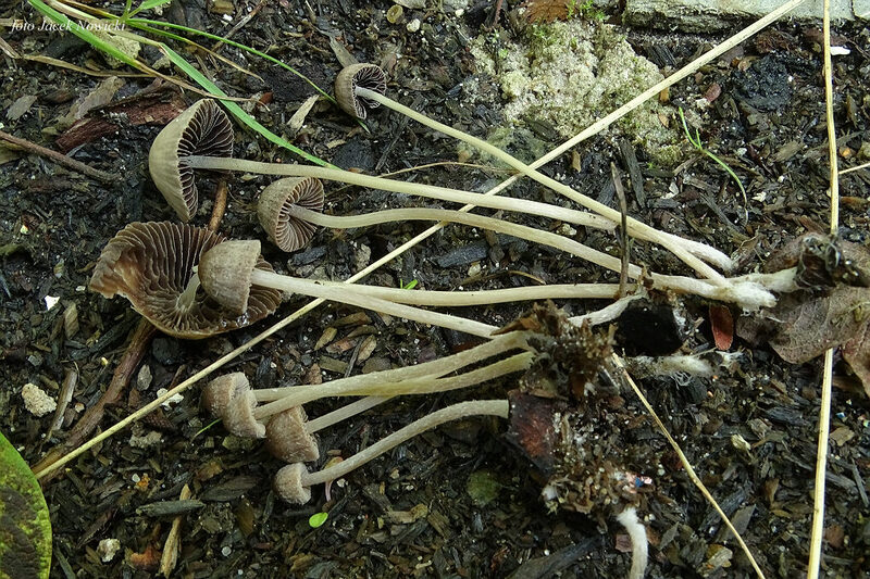 kruchaweczka