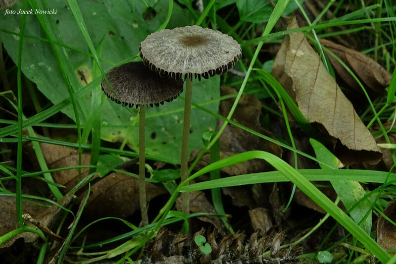 kruchaweczka