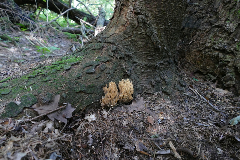 Phaeoclavulina flaccida czy Ramaria eumorpha?