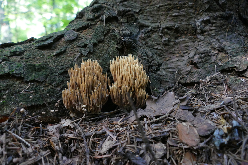 Phaeoclavulina flaccida czy Ramaria eumorpha?