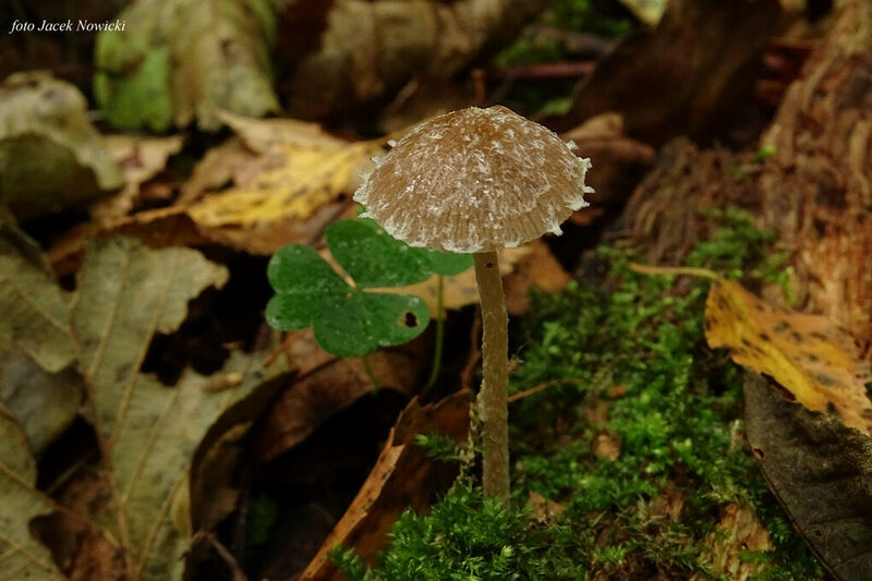 kruchaweczka