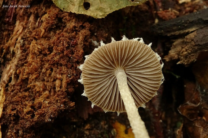 kruchaweczka