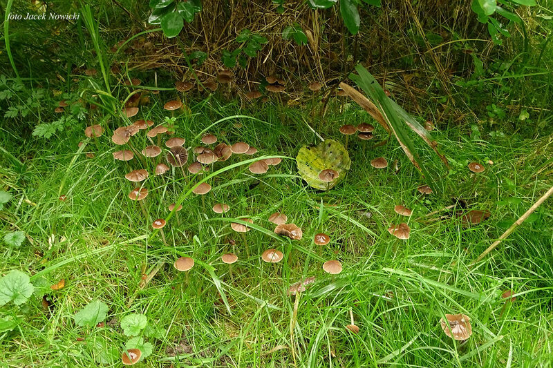 kruchaweczka