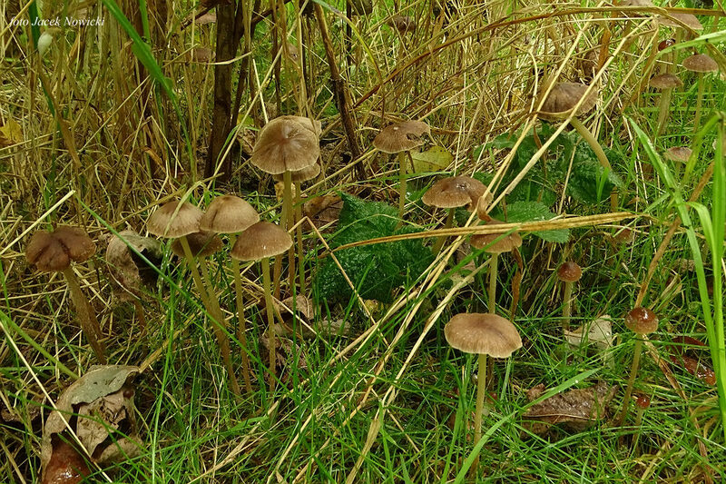 kruchaweczka