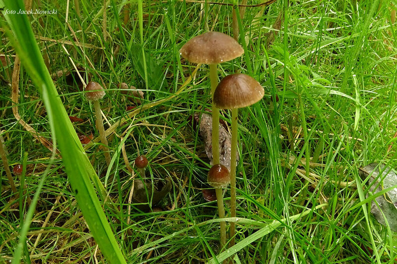 kruchaweczka