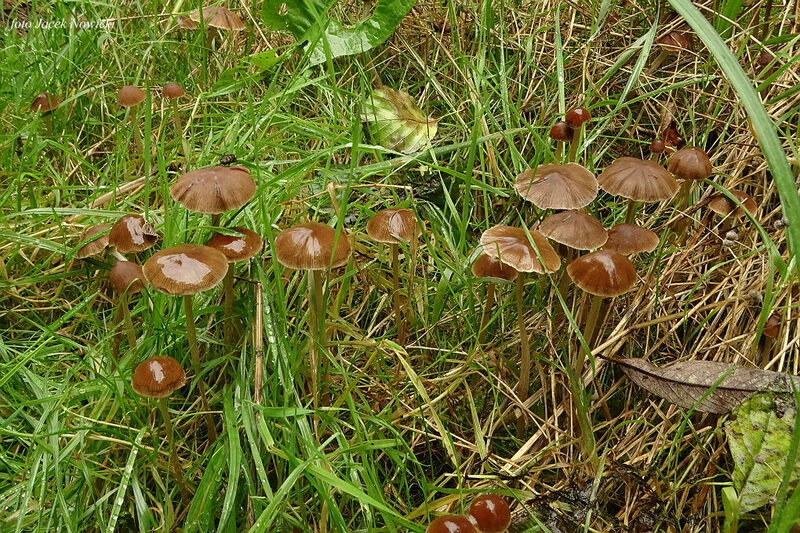 kruchaweczka