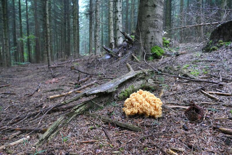 Ramaria spod jode&#179;