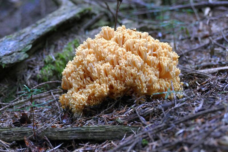 Ramaria spod jode&#179;