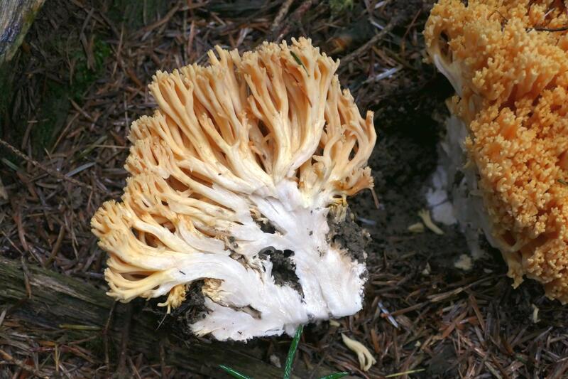 Ramaria spod jode&#179;