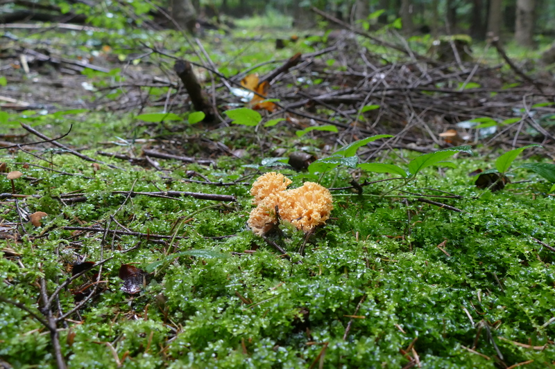 Ramaria spod jode&#179;