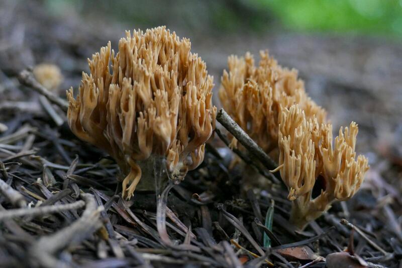 Ramaria eumorpha?