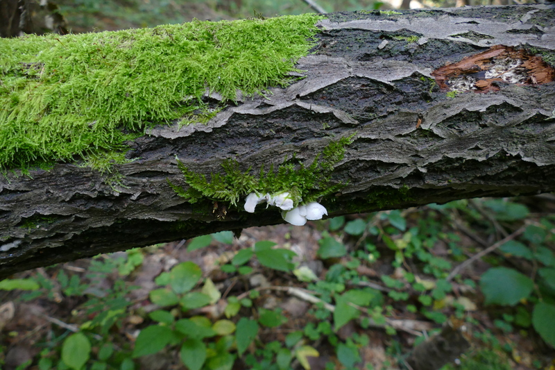 Hohenbuehelia grisea?