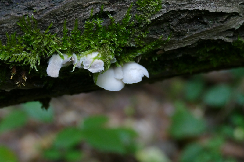 Hohenbuehelia grisea?