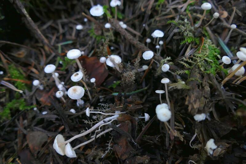 Dendrocollybia racemosa?