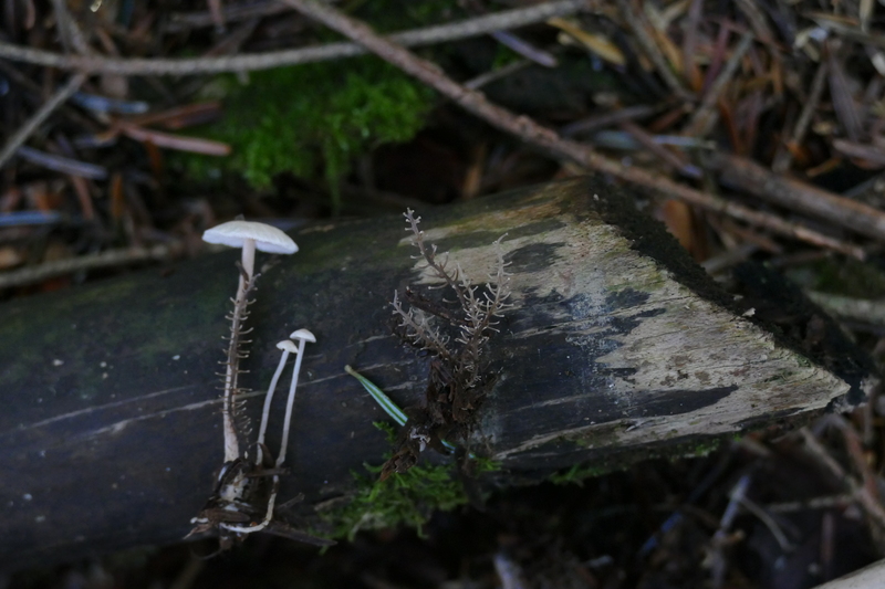 Dendrocollybia racemosa?