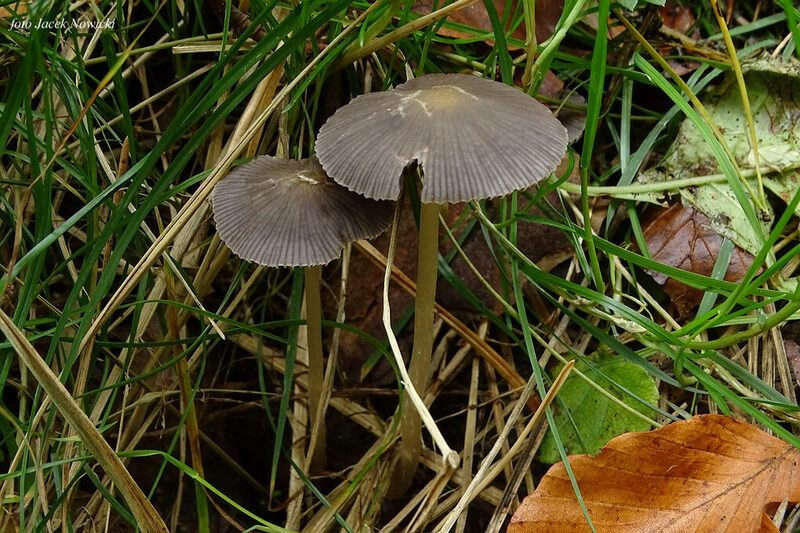 kruchaweczka