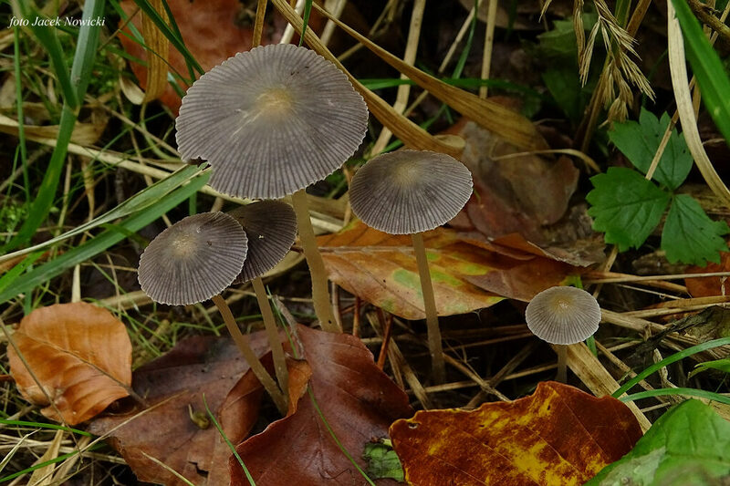 kruchaweczka