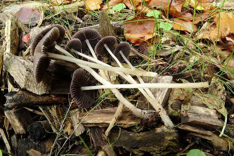 kruchaweczka