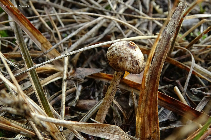 ber&#179;weczka