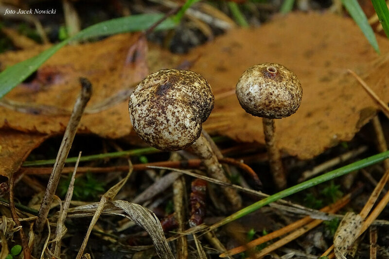 ber&#179;weczka