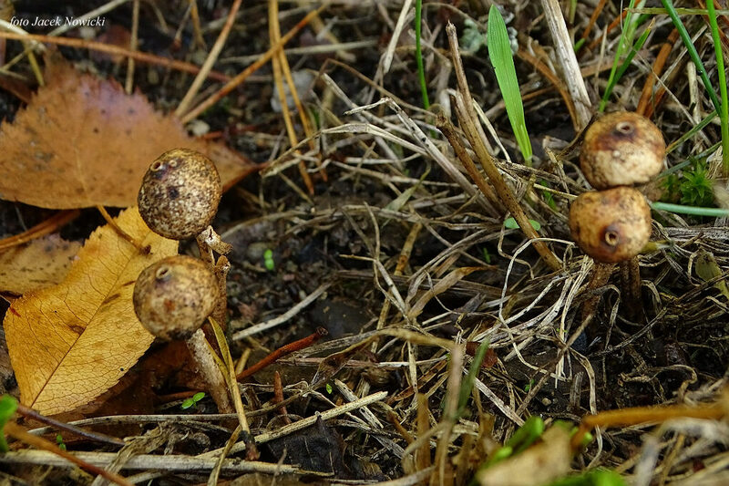 ber&#179;weczka