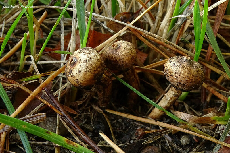 ber&#179;weczka