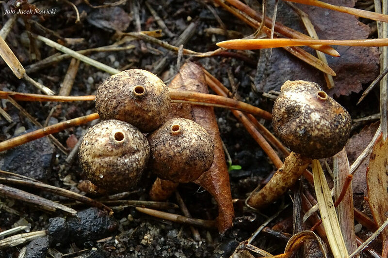 ber&#179;weczka