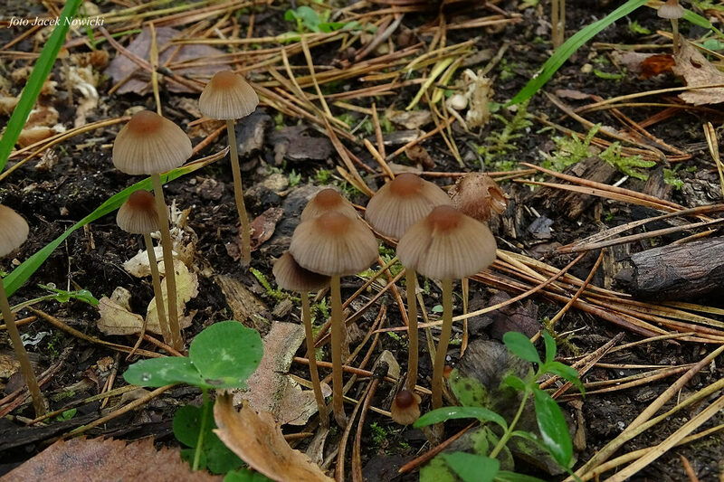 kruchaweczka