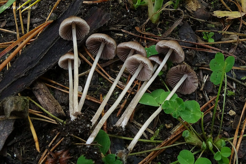 kruchaweczka