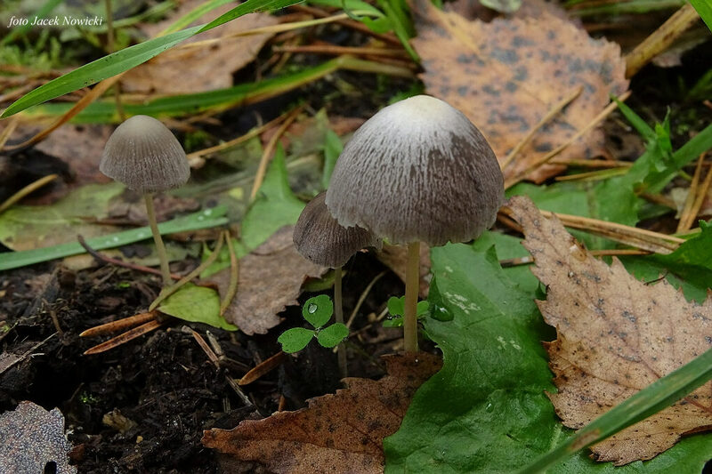 kruchaweczka