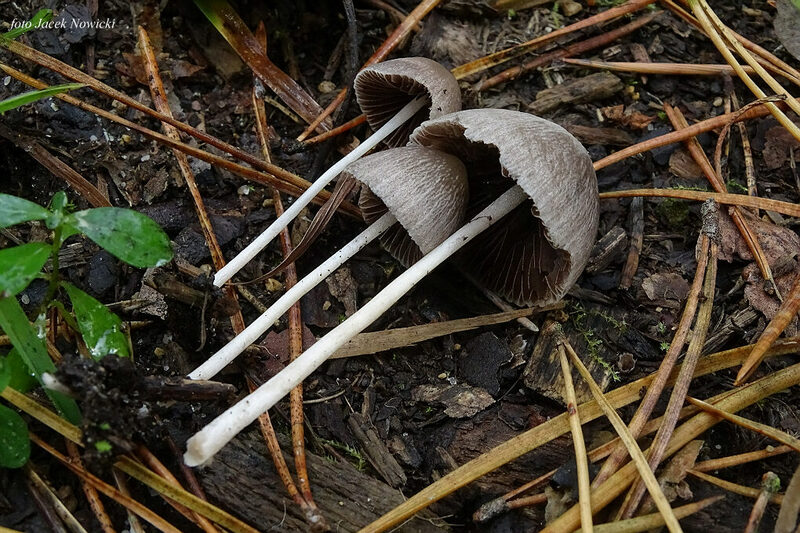 kruchaweczka