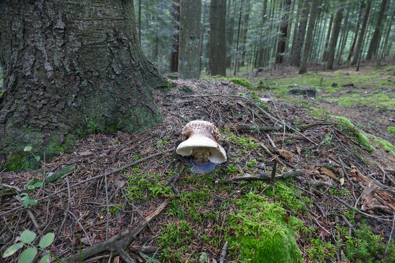 Tricholoma matsutake?